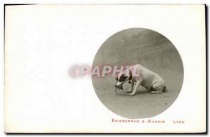  Vintage Postcard Dog Dogs Mouse