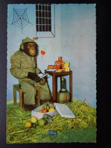 Chimpanzee PRISONER / JAIL Themed - CHIMP Dressed as Human c1960's RP Postcard