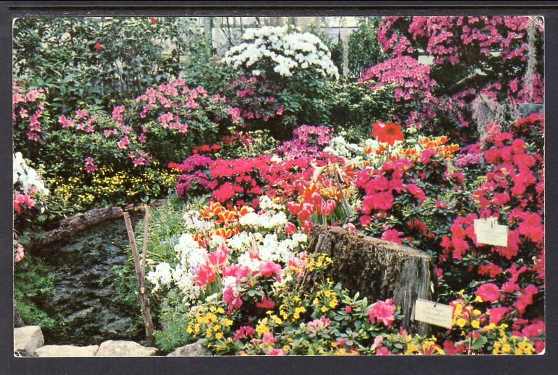 Azalea Flower Show,Lincoln Park Conservatory,Chicago,IL BIN