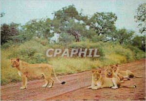 Postcard Modern Kruger National Park Lion