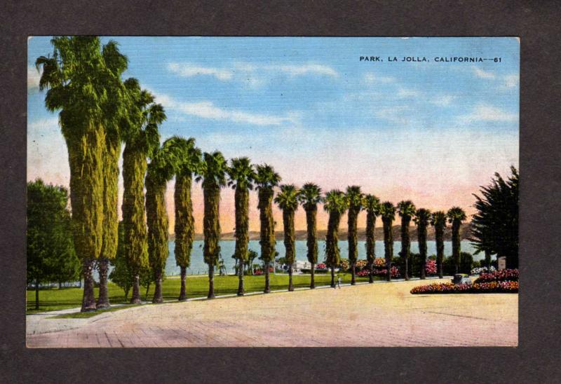 CA Park Trees La Jolla nr San Diego Postcard California