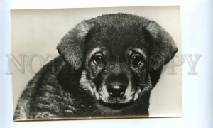 d143528 Puppy of Mixed-breed dog Old Russian PHOTO