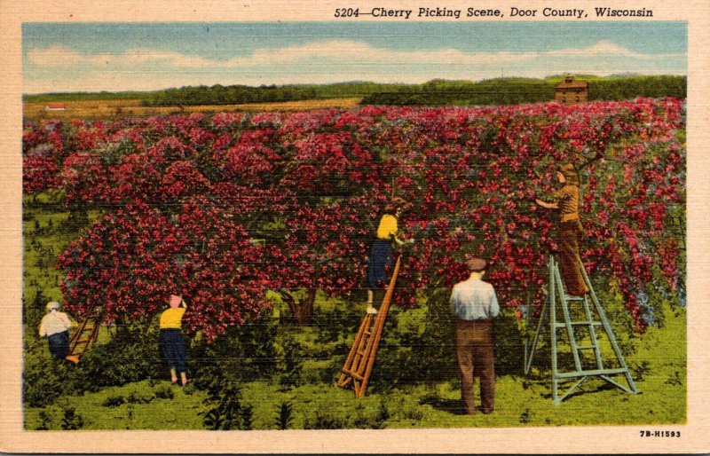 Wisconsin Door County Cherry Picking Scene Curteich