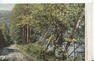 America Postcard - Adirondack Mountains - Birches at Wilmington Notch - TZ10371