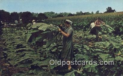 Amish Homestead Farming Unused 