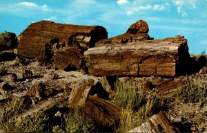 Arizona Petrified Forest Petrified Logs