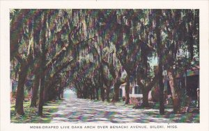 Moss Draped Live Oak Trees Arch Over Benachi Avenue Biloxi Mississippi