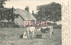 Old Postcard Cows