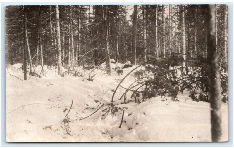 RPPC PRIEST RIVER, ID Idaho ~ Winter FOREST SNOW Scene  1920 Postcard