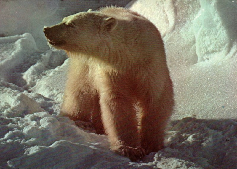 Alaskan Polar Bear BIN