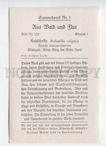 428017 Flower Pulsatilla vulgaris Vintage Sammelwerk Tobacco Card w/ ADVERTISING