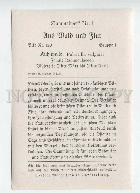 428017 Flower Pulsatilla vulgaris Vintage Sammelwerk Tobacco Card w/ ADVERTISING