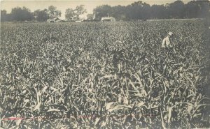 C-1910 Farm Agriculture Field Inspection RPPC Photo Postcard 22-6730