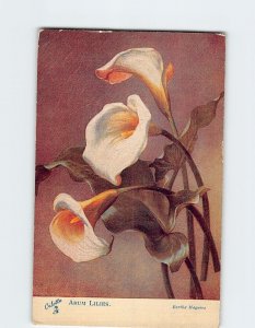 Postcard Arum Lilies