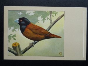Bird Theme BLACK HEADED NUN c1950s Postcard by P. Sluis / Series 1 No.9