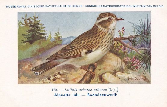 Woodlark Lullula Arborea WW2 Bird Rare Postcard