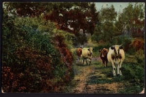 Cattle Cows on the Trail pm1907 at Lincoln PA Pub Th. E. L. Theochrom ~ Und/B