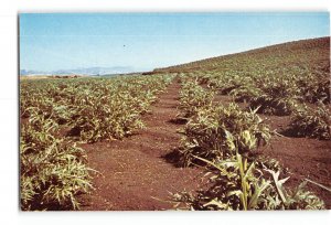 Castroville California CA Vintage Postcard The Giant Artichoke Field Farm