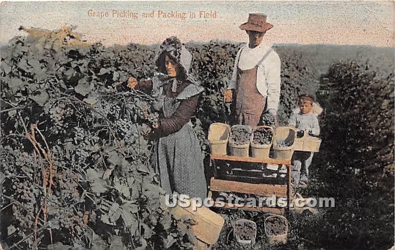 Grape Picking - MIsc, CA