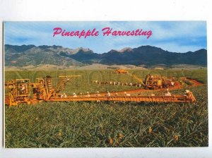 204355 ALOHA from HAWAII Pineapple harvesting old postcard