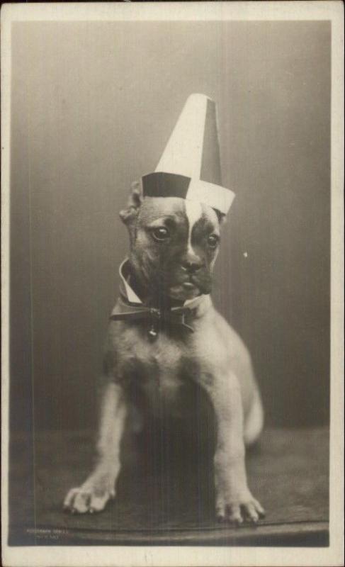 Boxer? Puppy Dog Wearing Hat c1905 Rotograph Real Photo Postcard jrf