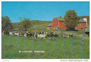 Dairy Cow herd , ST-ANACLET , Rimouski , Quebec, Canada , PU-1975