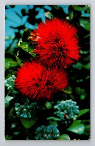 Honolulu HI - Hawaii, Scarlet Ohia Lehua, Red Flower, Chrome, Postcard 