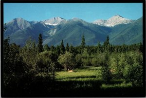 Whitetail Deer Play Hide 'N' Seek Montana Postcard PC393