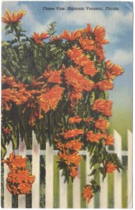 Flame Vine, Bignonia Venusta, Florida, Vintage 1954 Linen Postcard