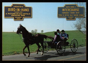 Amish Horse Carriage