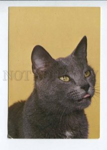 291936 Poland CATS old photo postcard