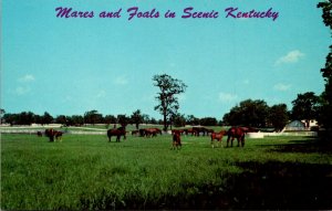 Horses Mares and Foals In Scenic Kentucky