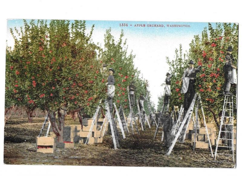 Picking Apples in Washington State Apple Orchard