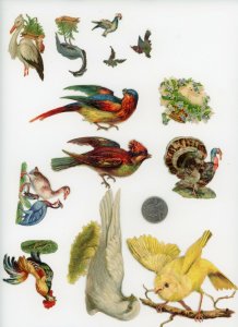 1880's Lovely Birds Lot of 13 Die Cut Victorian Scrap X431
