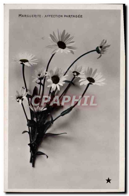 Old Postcard Fantasy Flowers Marguerite Shared affection