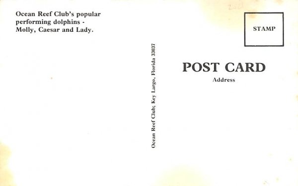 Ocean Reef Club's Popular performing dolphins  Misc, Florida  