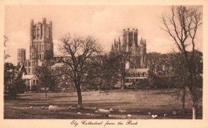 Cambridgeshire England UK, Ely Cathedral Church from Park, Vintage Postcard