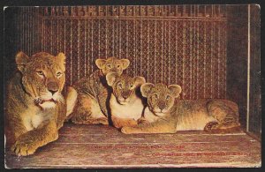 Lion & Cubs Lincoln Park Chicago Illinois Unused c1917