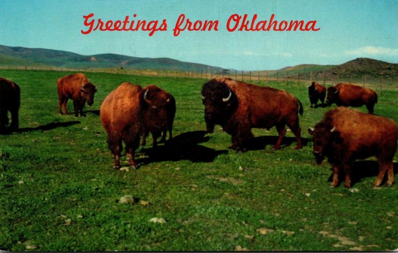 Oklahoma Greetings With Buffalo