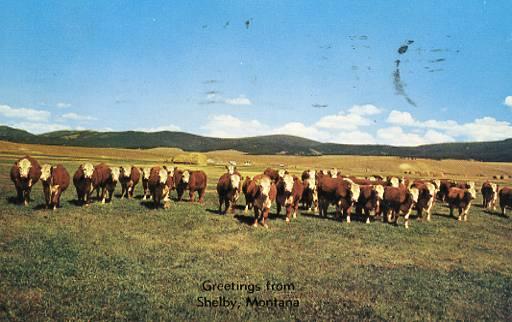 MT - Shelby, Purebred Herefords
