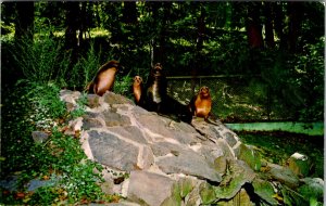 Washington DC - Sea Lions - Zoological Park - [DC-373]