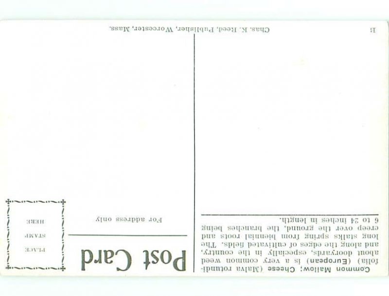 c1910 Beautiful Large signed COMMON MALLOW FLOWERS AC4892