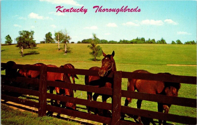 Kentucky Thoroughbred Horses Scenic Countryside Wildlife Chrome Postcard 