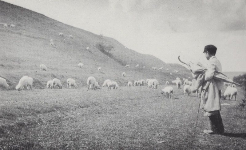 Cissbury Shepherd Boy & Flock Farming West Sussex Postcard