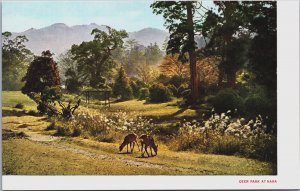 Japan Deer Park At Nara Vintage Postcard C218