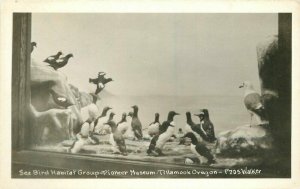 Taxidermy Diorama Sea Bird Habitat Tillamook Oregon RPPC Photo Postcard 21-2216