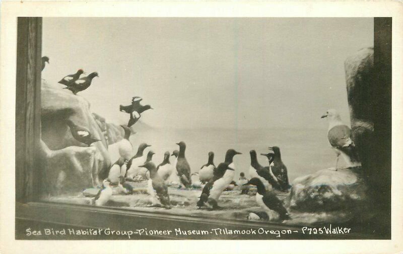 Taxidermy Diorama Sea Bird Habitat Tillamook Oregon RPPC Photo Postcard 21-2216