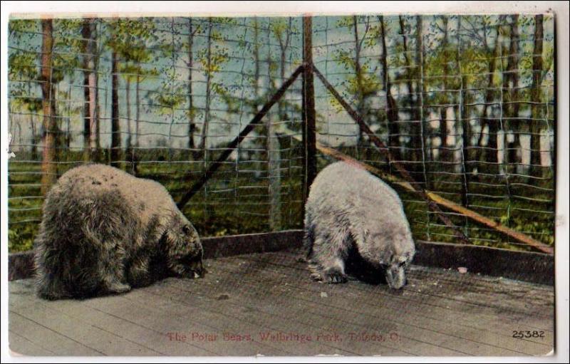 Polar Bears, Walbridge Park, Toledo OH