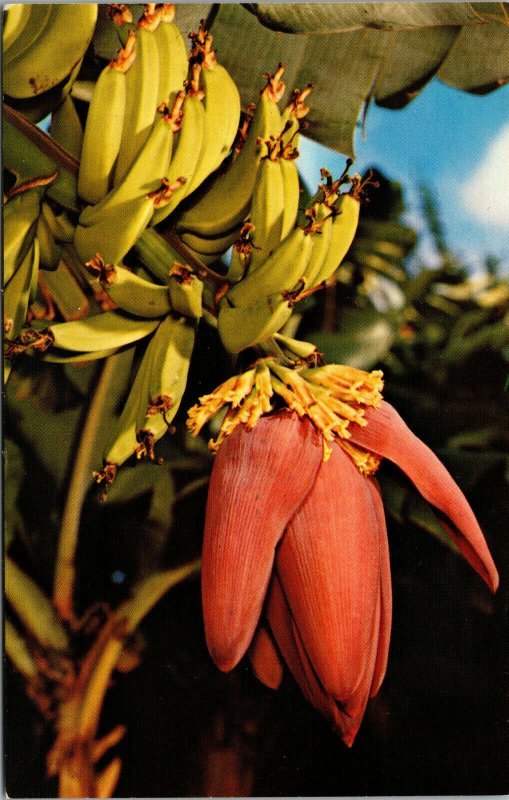 Vintage Banana Blossom Tropical Gardens Hawaii HI Chrome Nani Li'l Postcard