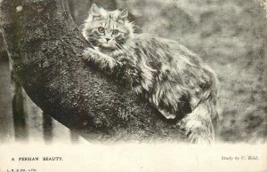 RPPC Postcard A Persian Beauty Fluffy Grey Cat in Tree C Reid